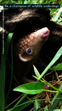 Be a champion of wildlife underdogs