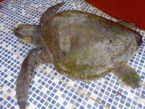 Recovered Sea Turtle