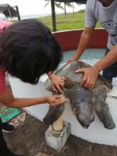 Recovered Sea Turtle