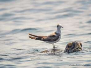A seabird resting on an olive ridley out to sea