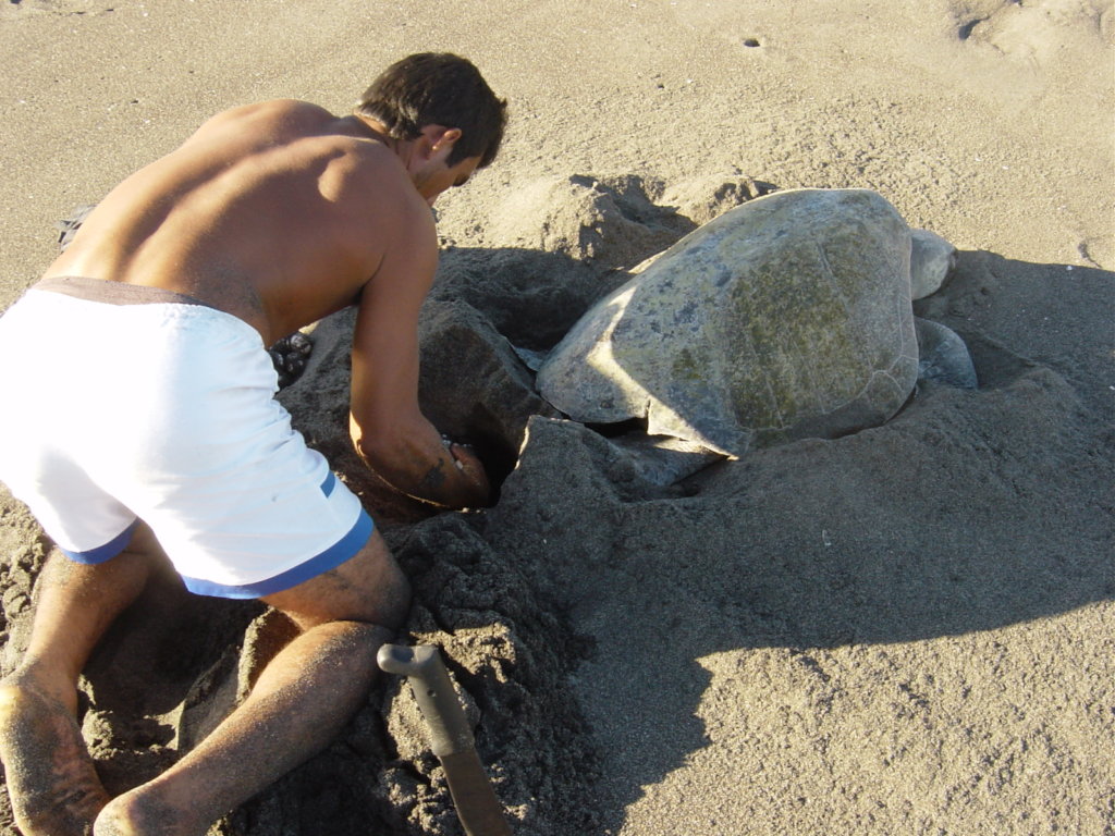 Help to Release 5000 Sea Turtles in Guatemala!