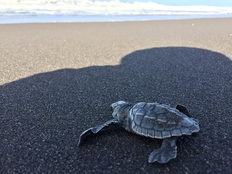 Help to Release 5000 Sea Turtles in Guatemala!