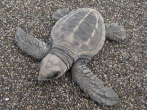 Olive ridley hatchling