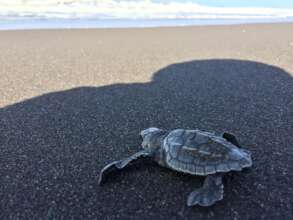Olive ridley nesting at sunset
