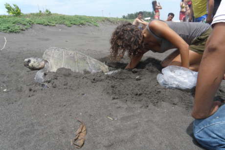 Help to Release 5000 Sea Turtles in Guatemala!