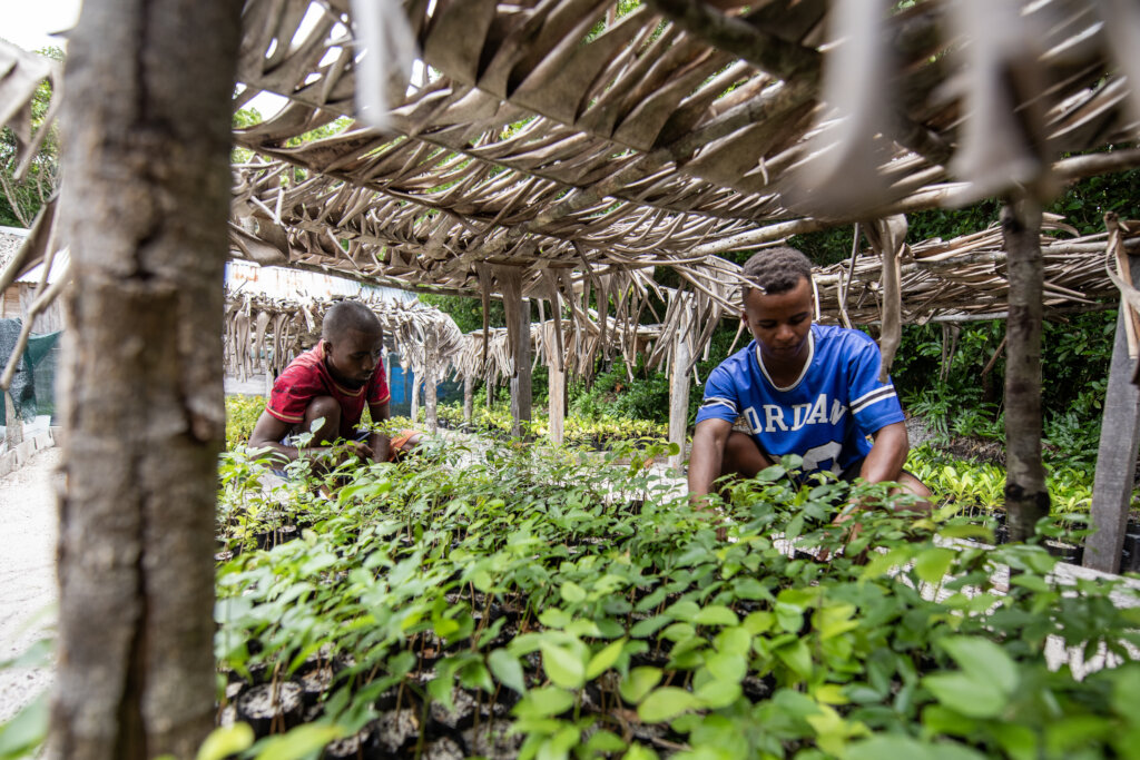 Sainte Luce Tree Nursery