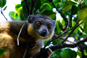 red-collared brown lemur (Eulemur collaris)