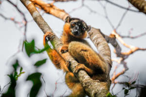 Red Collared Brown Lemur
