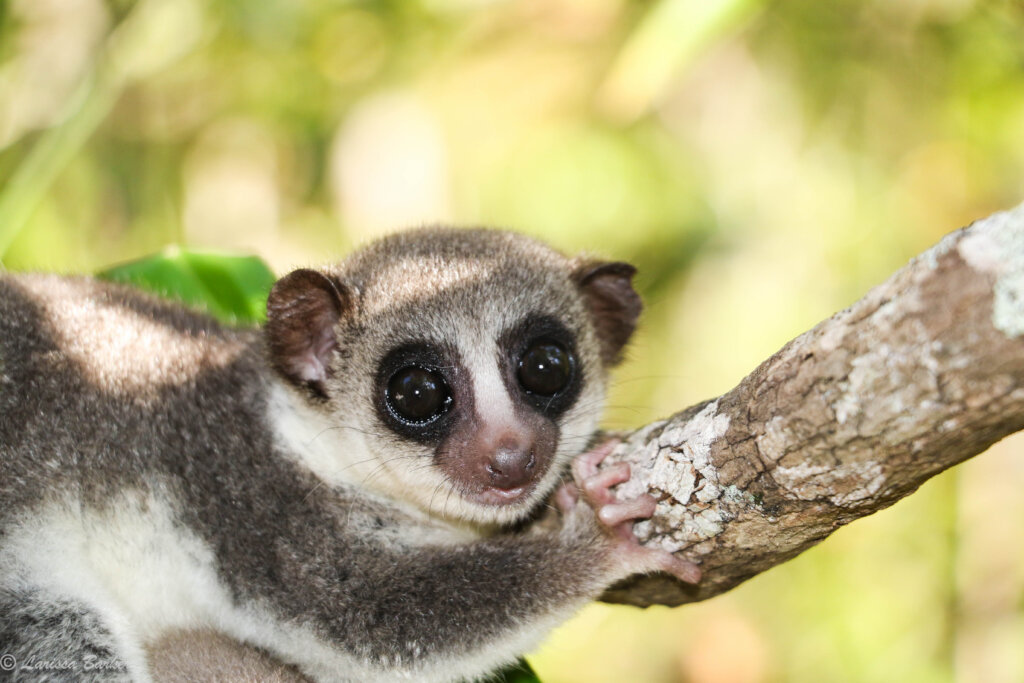 Threatened biodiversity in Madagascar