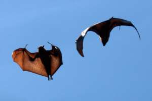 Flying Foxes in Saint Luce