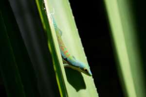 Phelsuma Day Gecko in Sainte Luce