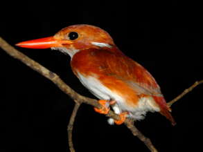 Pygmy Kingfisher in Sainte Luce