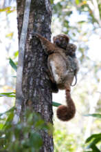 Southern Wooly Lemur Sainte Luce