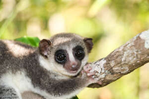 Fat Tailed Dwarf Lemur Sainte Luce