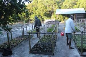 SEED Tree Nursary Saint Luce