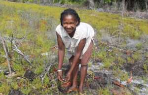 Tree planting