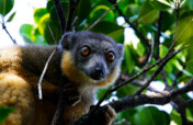 Threatened biodiversity in Madagascar