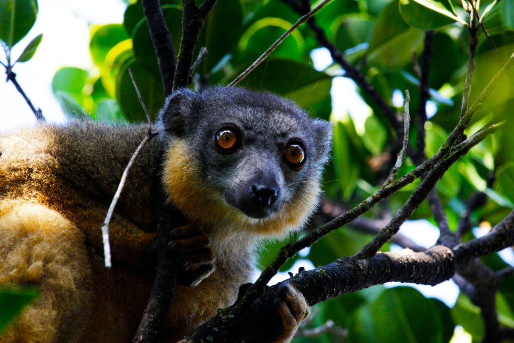 Threatened biodiversity in Madagascar