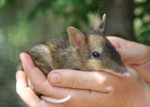 Photo from Conservation Volunteers Australia