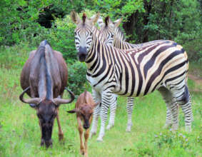 Suni-Ridge Environmental Rehabilitation Centre