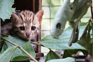 Help Save Victimized Wildlife