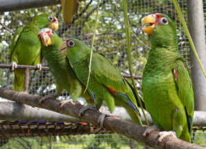 Belize Bird Rescue