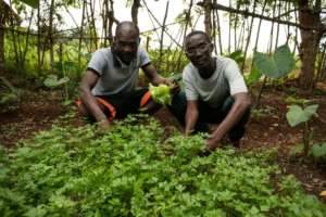 Seed Programs International