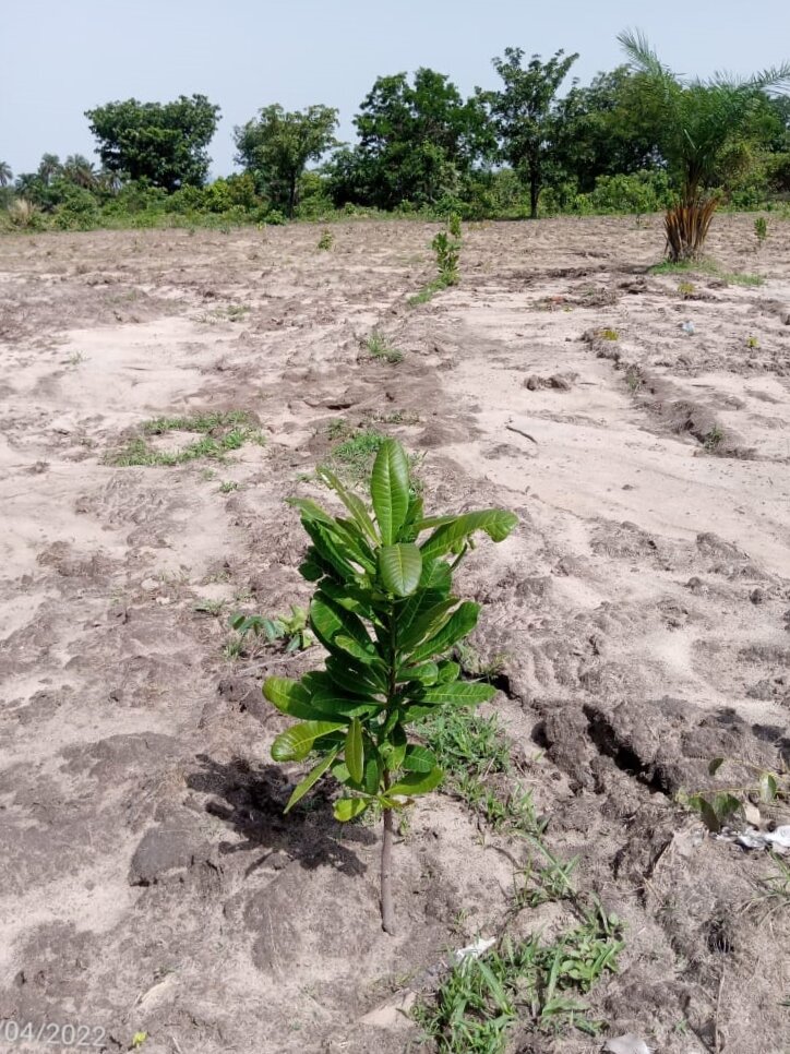 Drill a Well and Irrigate a new farm in Benin