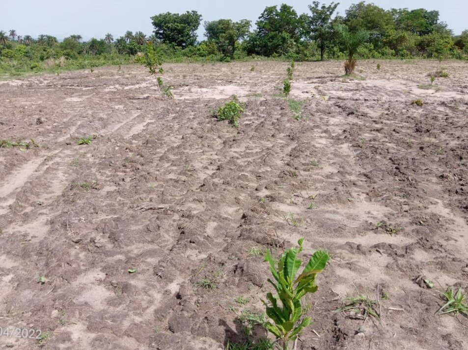 Cashew farm in need of irrigation from the well