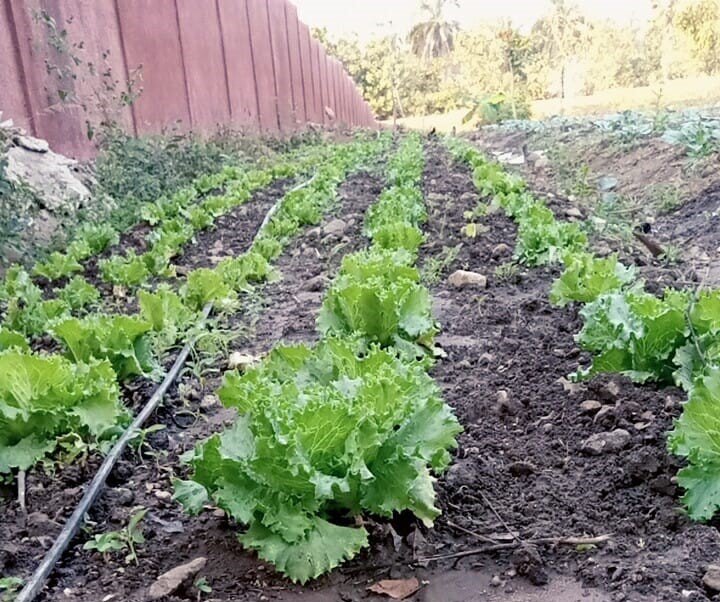 Lettuce with irrigation in the garden