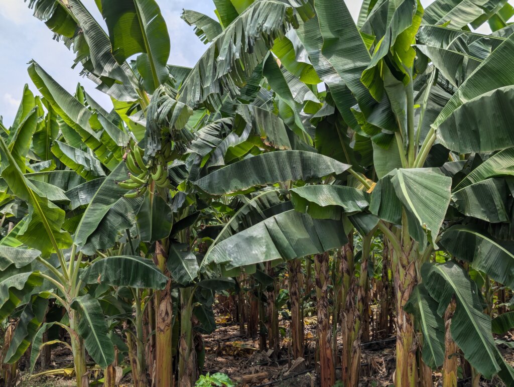Drill a Well and Irrigate a new farm in Benin