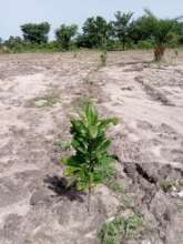 Cashew plant