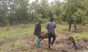 Clearing the land of stumps
