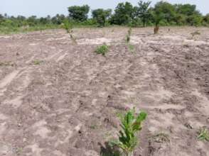 Cashew farm in need of irrigation from the well