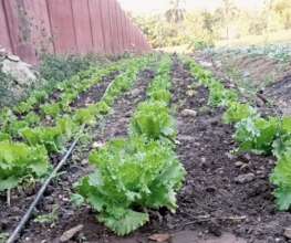 Lettuce with irrigation in the garden