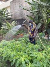 Hand watering at an ASC garden