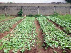Vegetable garden at Dambodgi