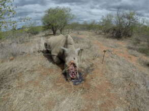White rhino poached for its horn