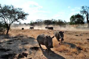 Getting between the Animals and the Poachers