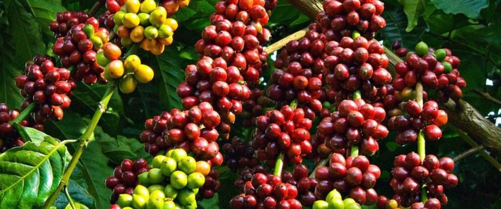 Supply 150 farmers with coffee seedlings in Uganda