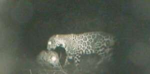 First filmed jaguar couple mating in Yucatan