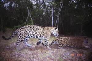 Titan and Chantico mating in 2007