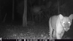 a male walking through the night forest