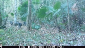 a group of collared peccaries in the area