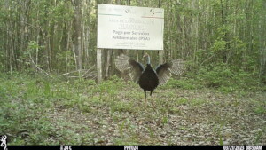 An ocellated turkey calling a female