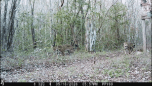 The new couple recorded in the area: JH13 and JM40