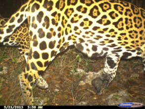 Maia and her cub Olivia hidden behind her in 2012