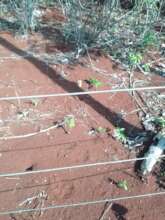 Big cat tracks after touching the electric fence