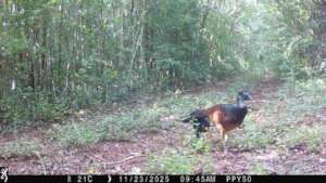 A mother curassow with her youngling