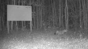 A female with her cub